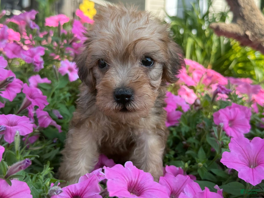 Schnoodle dogs for sale: Irene - Image 5