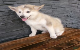 Pomsky dogs for sale: Silas - Image 1