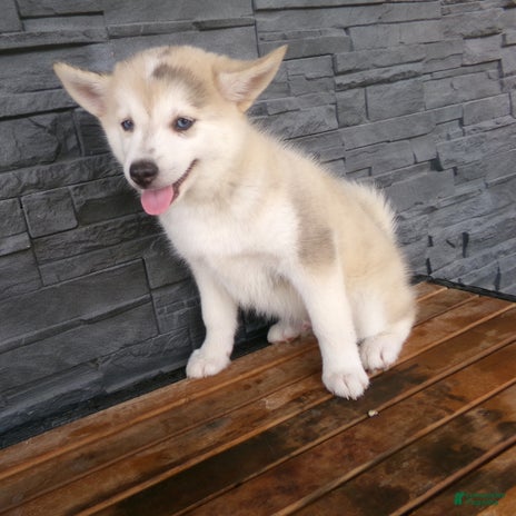 Pomsky dogs for sale - Ad 1