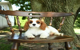 Cavalier King Charles Spaniel dogs for sale: Taylor - Image 9