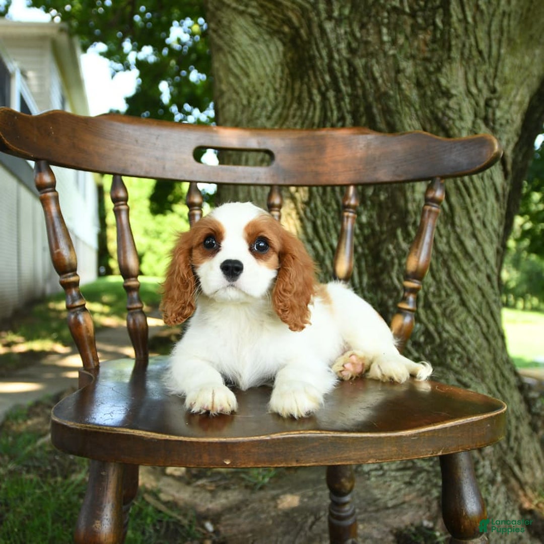 Cavalier King Charles Spaniel dogs for sale: Taylor - Image 9