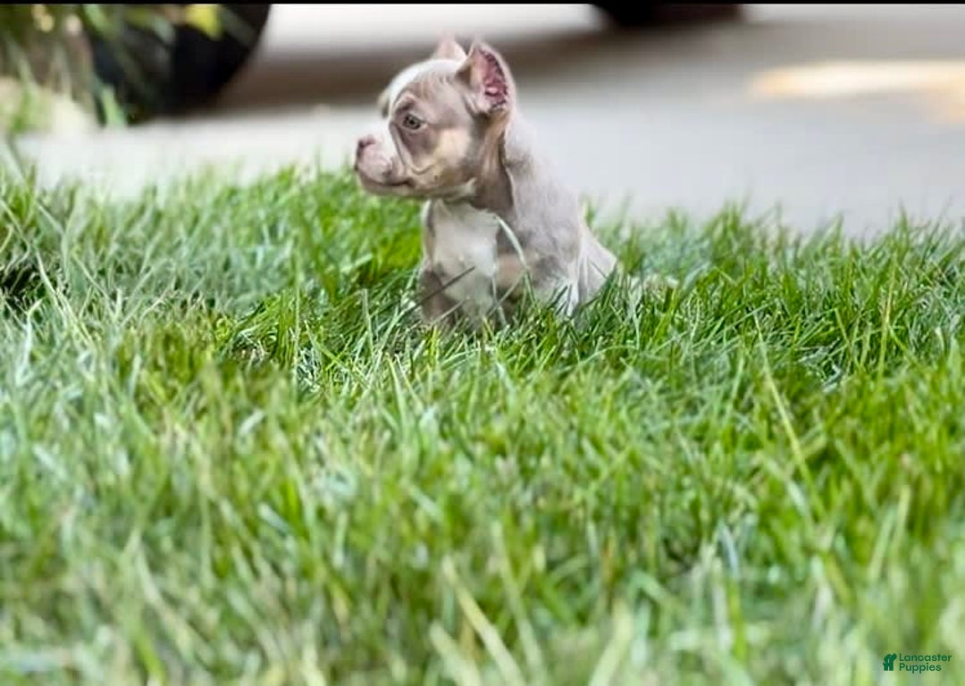 American Bully dogs for sale: Hause - Image 3
