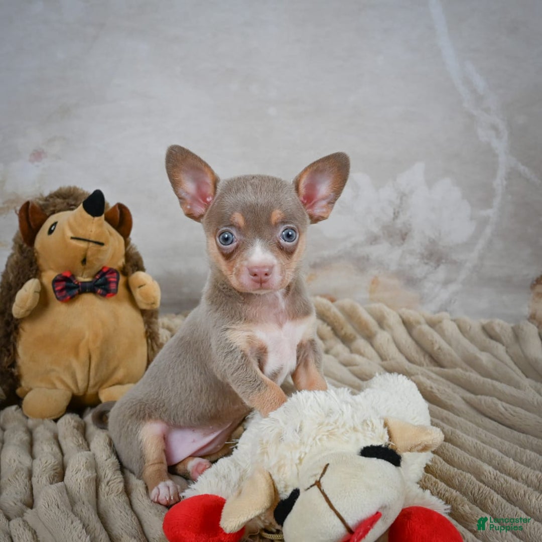 Chihuahua dogs for sale: Tillie - Image 3