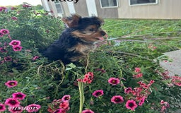 Yorkshire Terrier dogs for sale: Macy - Image 6