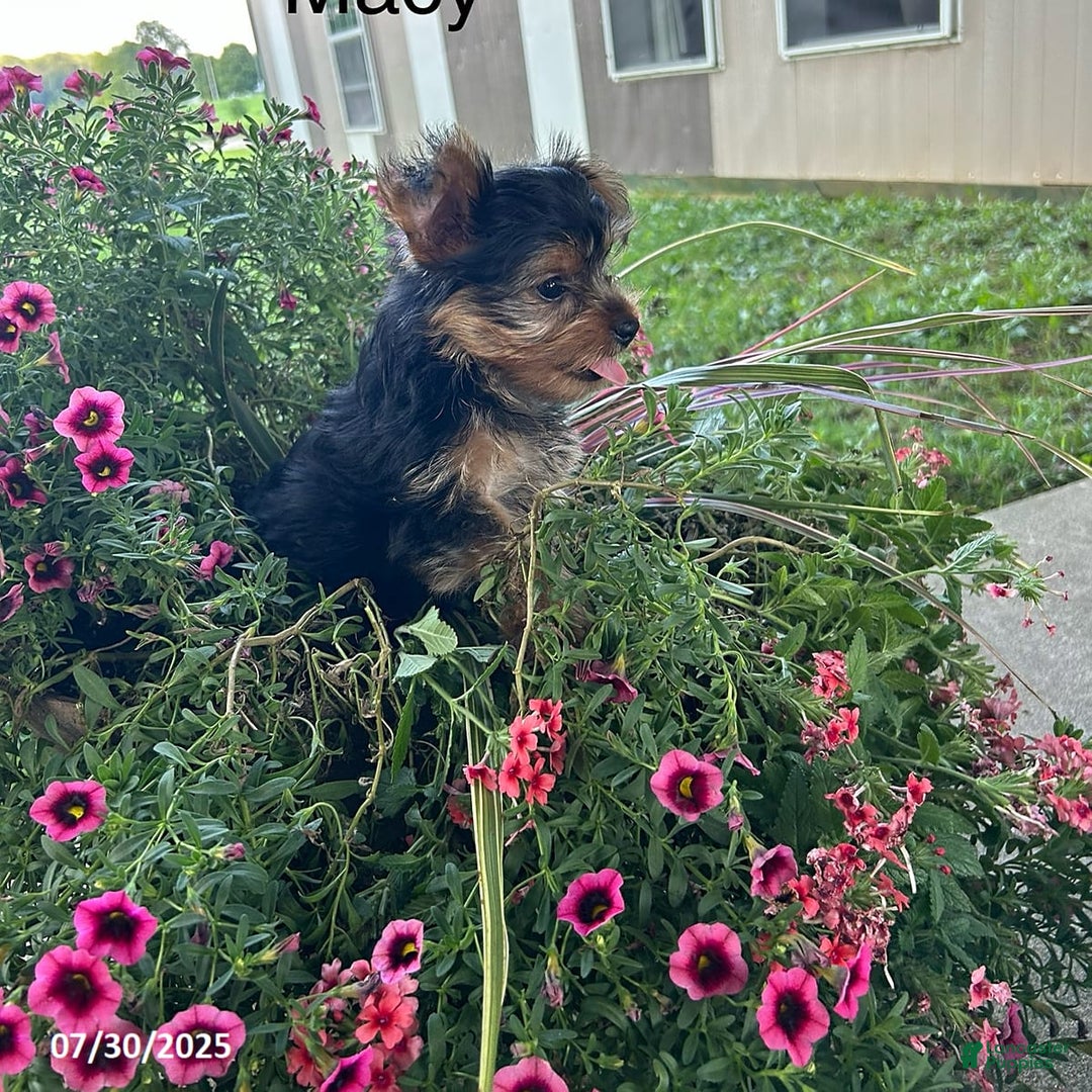 Yorkshire Terrier dogs for sale: Macy - Image 6
