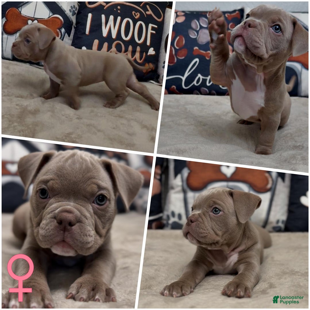 American Bully dogs for sale: Princes - Image 1