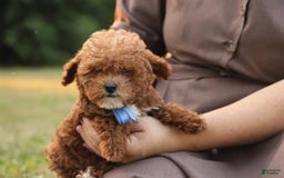 Toy Poodle dogs for sale: Reese - Image 13