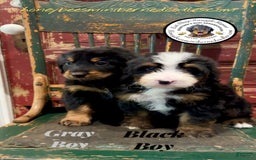 Mini Bernedoodle dogs for sale: Aelas Gray Boy - Image 18
