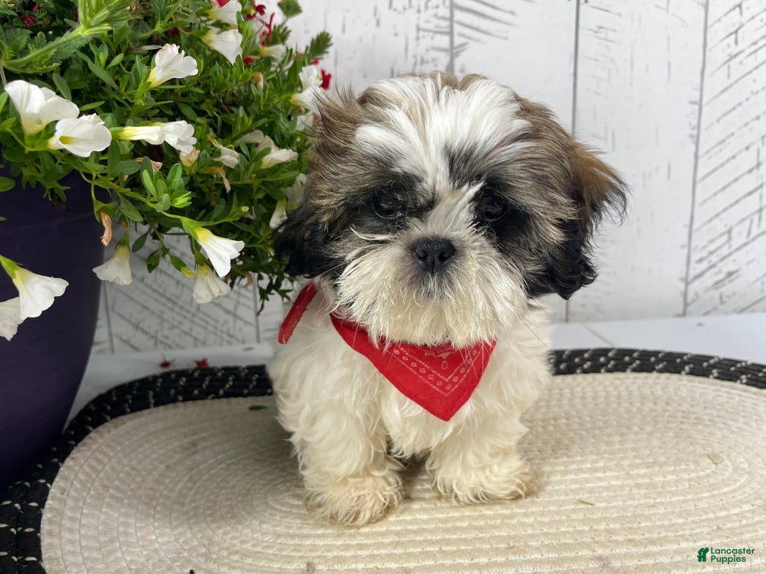 Shih Tzu dogs for sale: Freddy - Image 8