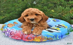 Mini Goldendoodle dogs for sale: Emily - Image 17
