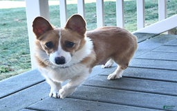 Welsh Corgi Pembroke dogs for sale: Bria - Image 6