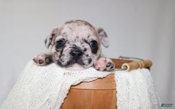 French Bulldog dogs for sale: Loki Akc - Image 22