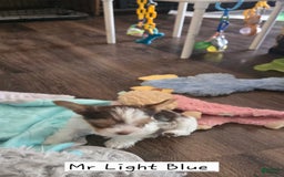 Yorkshire Terrier dogs for sale: Mr Light Blue - Image 2