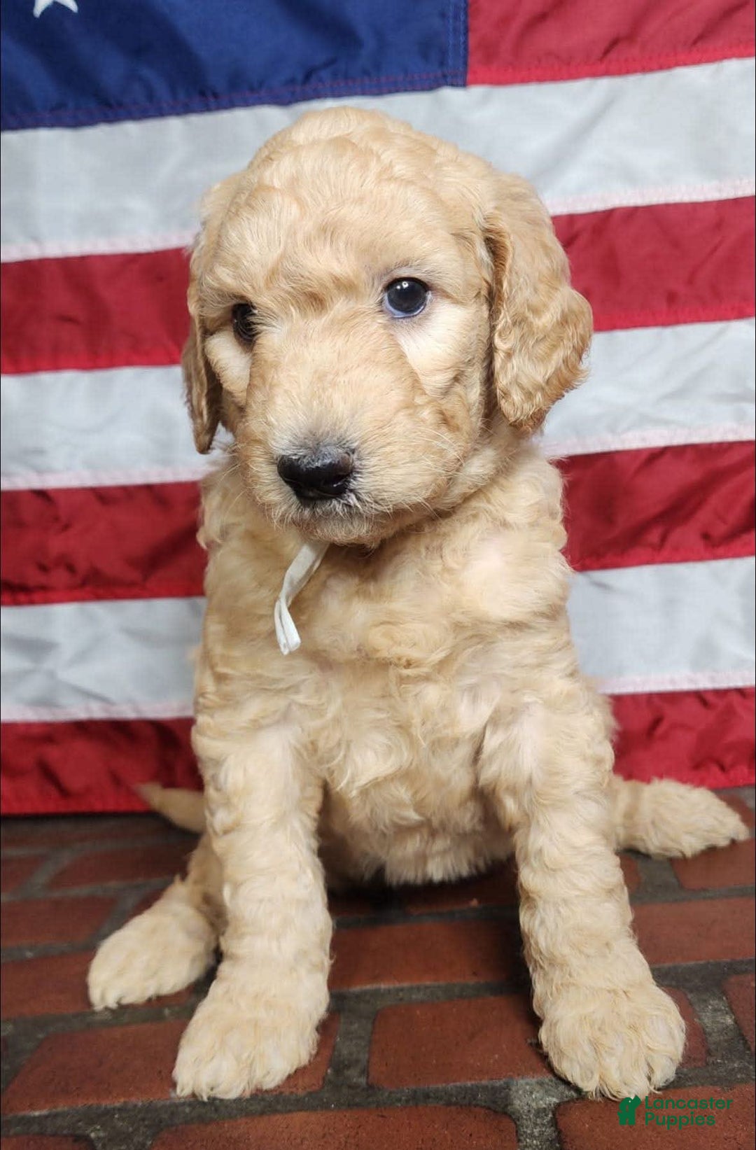 Goldendoodle dogs for sale: Molly - Image 2