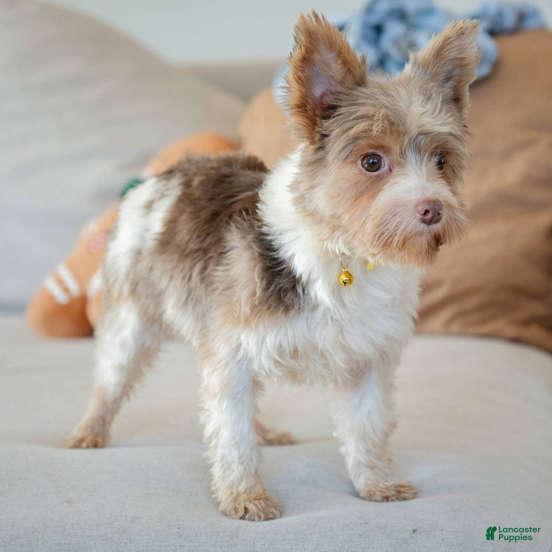 Yorkshire Terrier dogs for stud: Diego - Image 4
