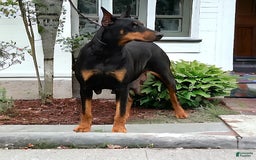 Doberman Pinscher dogs for sale: George - Image 4