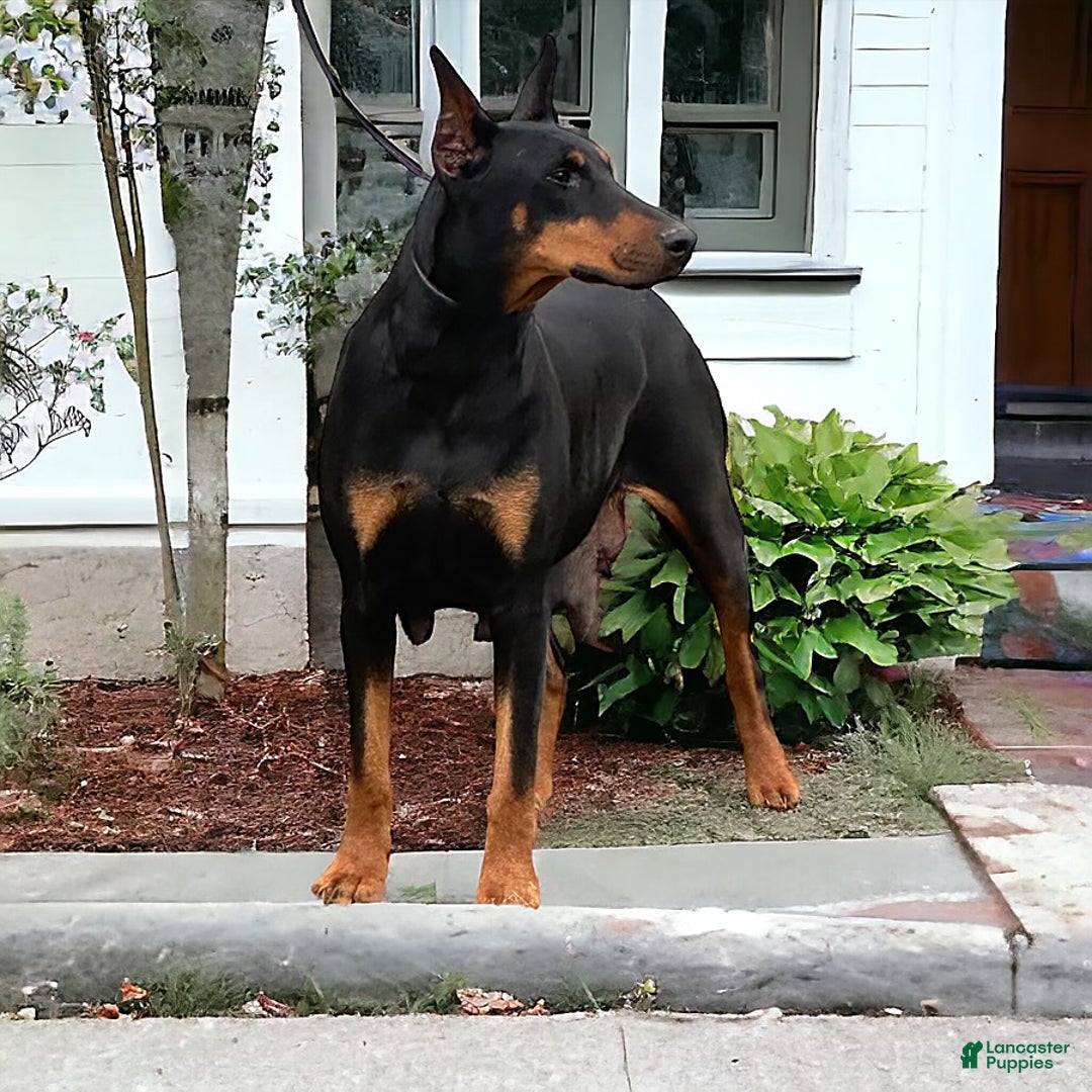 Doberman Pinscher dogs for sale: George - Image 4