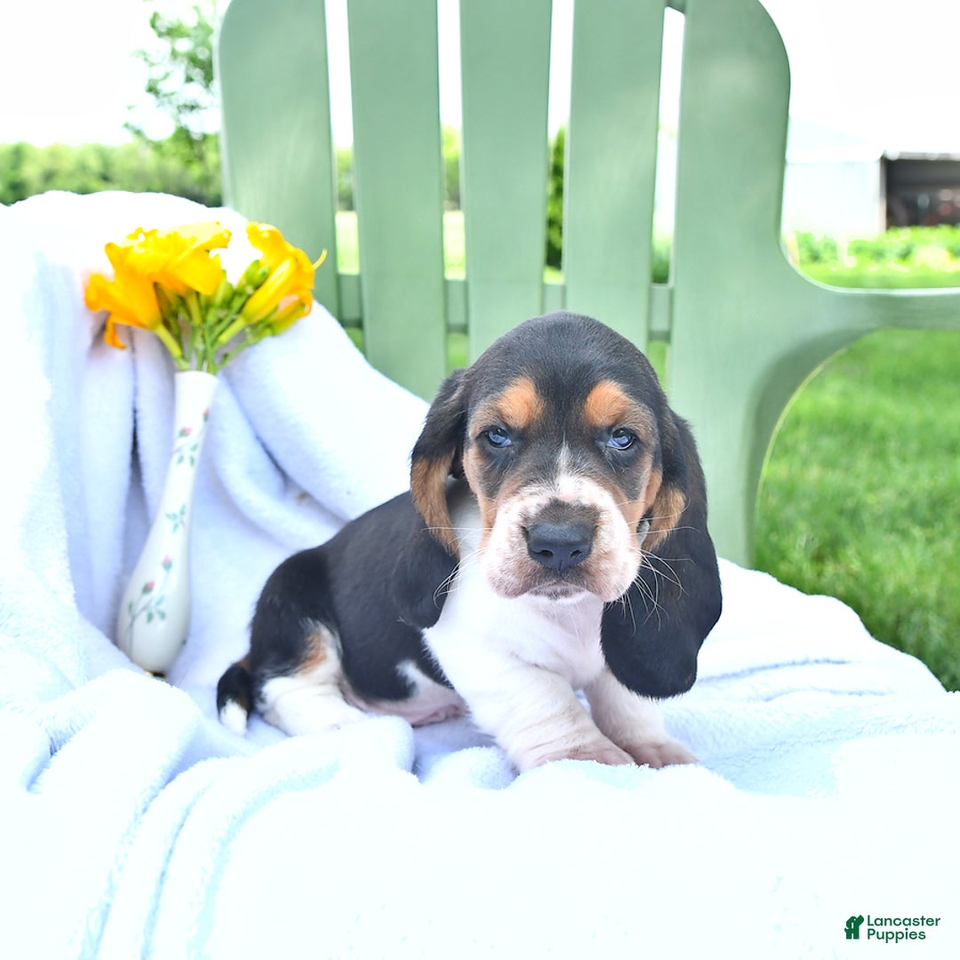 Basset Hound dogs for sale: Shanda - Image 20