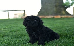Standard Poodle dogs for sale: Connie - Image 1