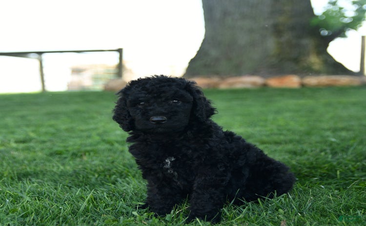 Standard Poodle dogs for sale - Ad 1