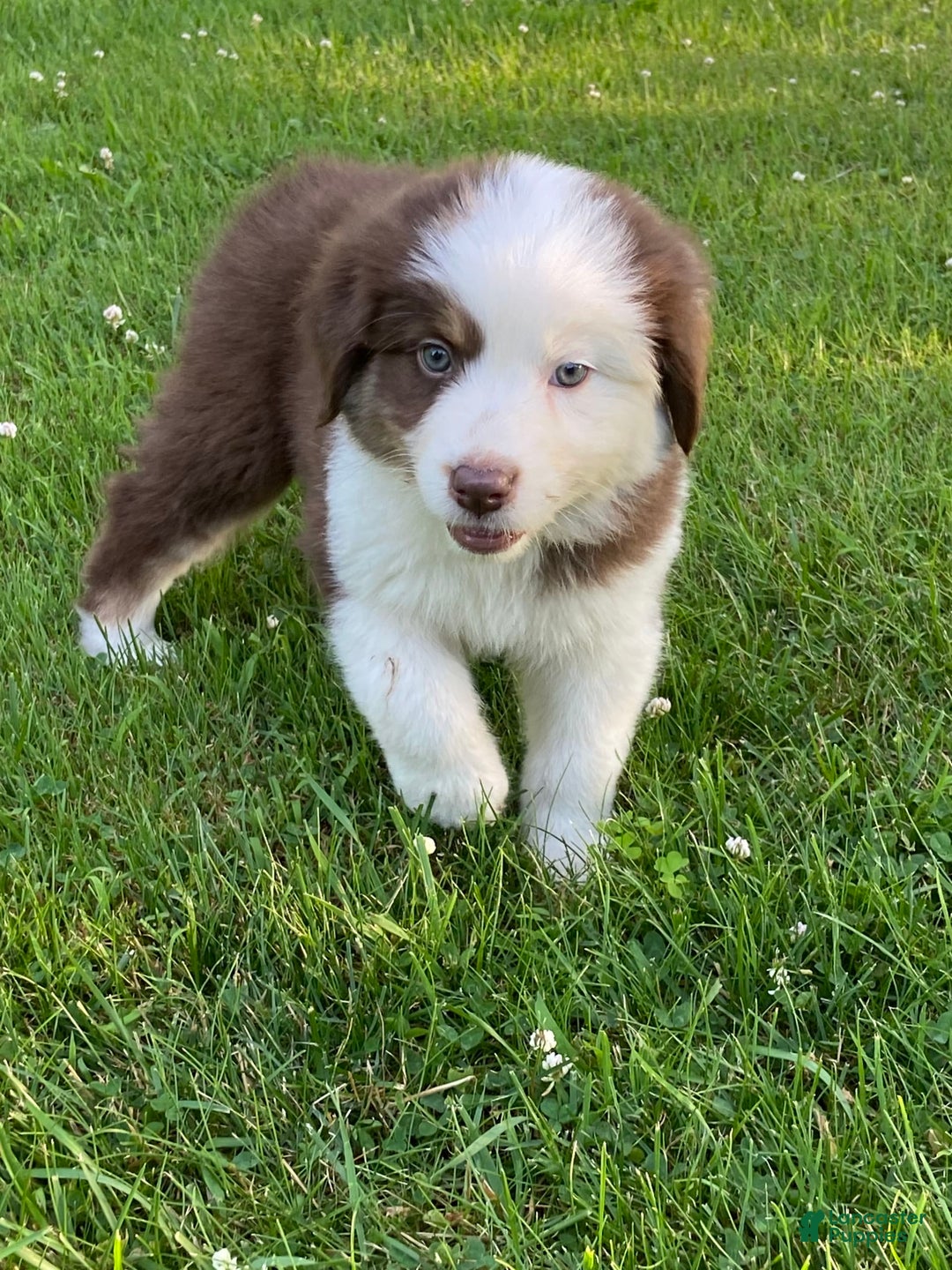 Australian Shepherd dogs for sale: Sami H2 - Image 14
