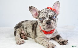 French Bulldog dogs for sale: Austin - Image 3