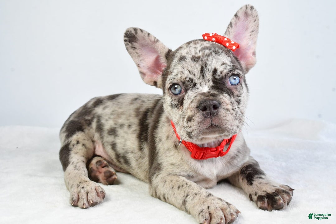 French Bulldog dogs for sale: Austin - Image 3