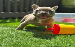 French Bulldog dogs for sale: Amaya Papaya - Image 5