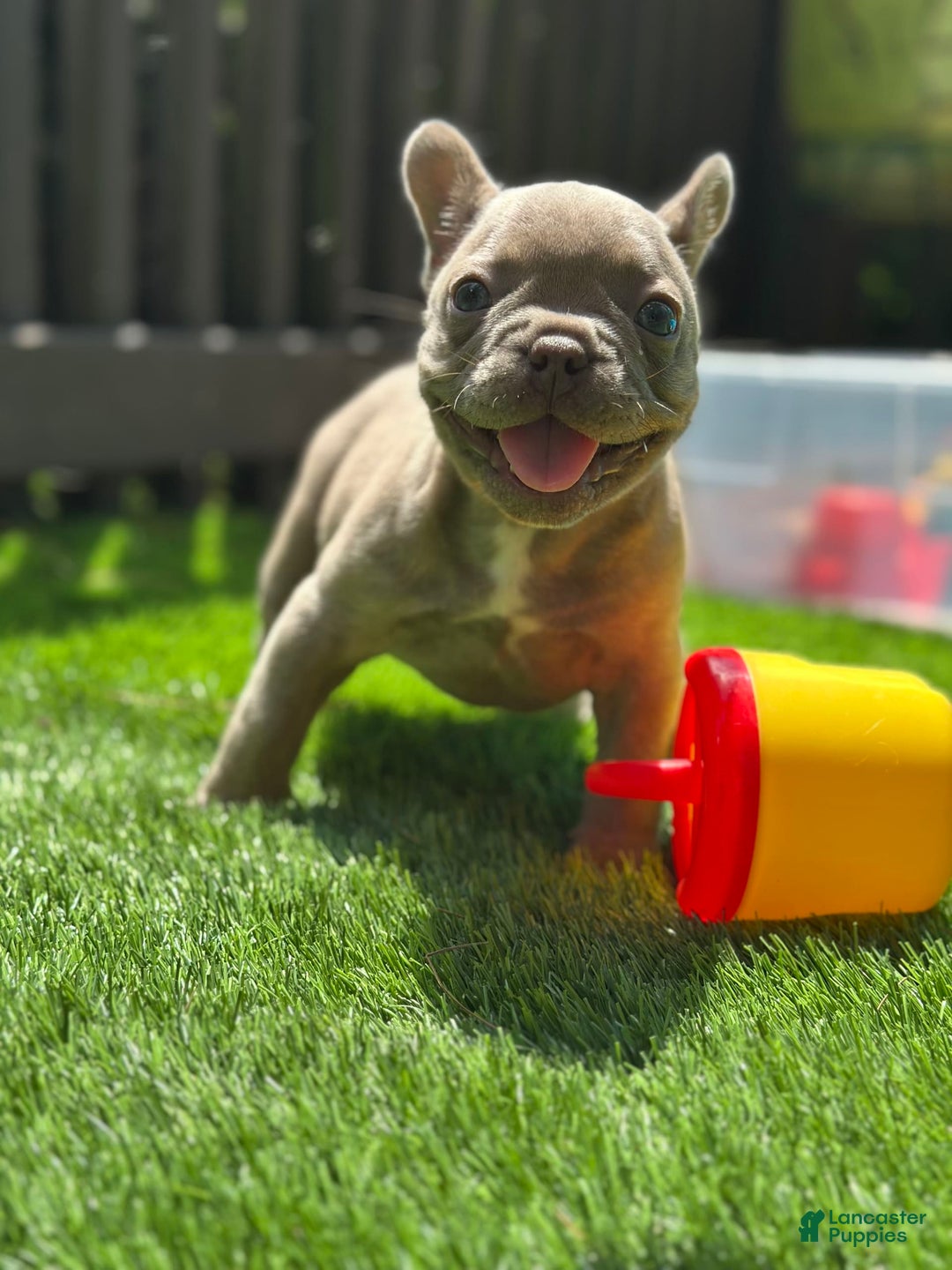 French Bulldog dogs for sale: Amaya Papaya - Image 5
