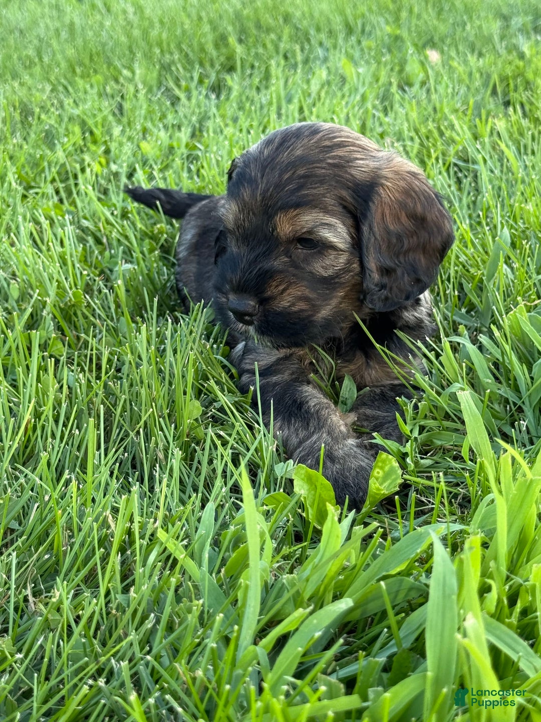 Cockapoo dogs for sale: Bandit - Image 5