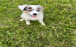 Australian Shepherd dogs for sale: Jojo - Image 3