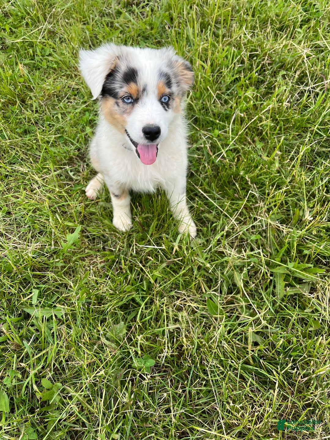 Australian Shepherd dogs for sale: Jojo - Image 3