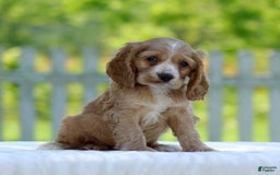 Cocker Spaniel dogs for sale: Tyson - Image 2