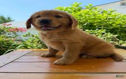 Golden Retriever dogs for sale: Lola - Image 7