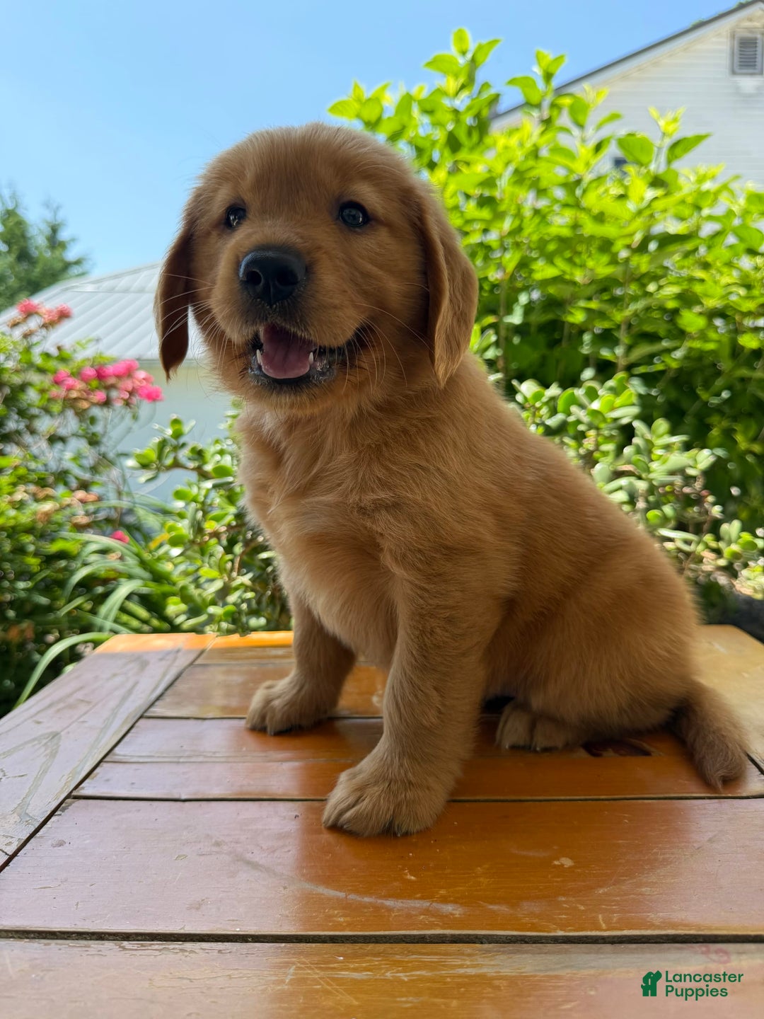 Golden Retriever dogs for sale: Lola - Image 7