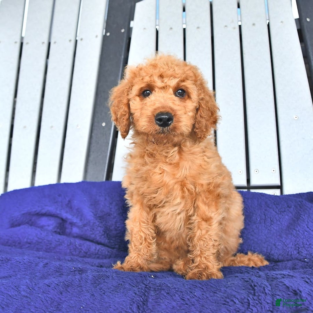 Mini Goldendoodle dogs for sale: Aurora - Image 24