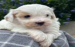 Maltipoo dogs for sale: Frida - Image 1