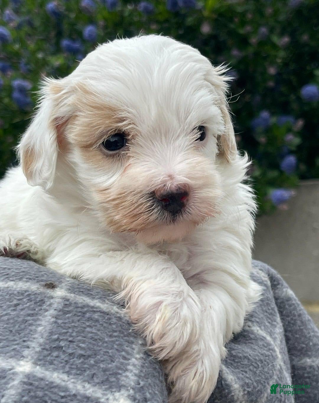 Maltipoo dogs for sale: Frida - Image 1