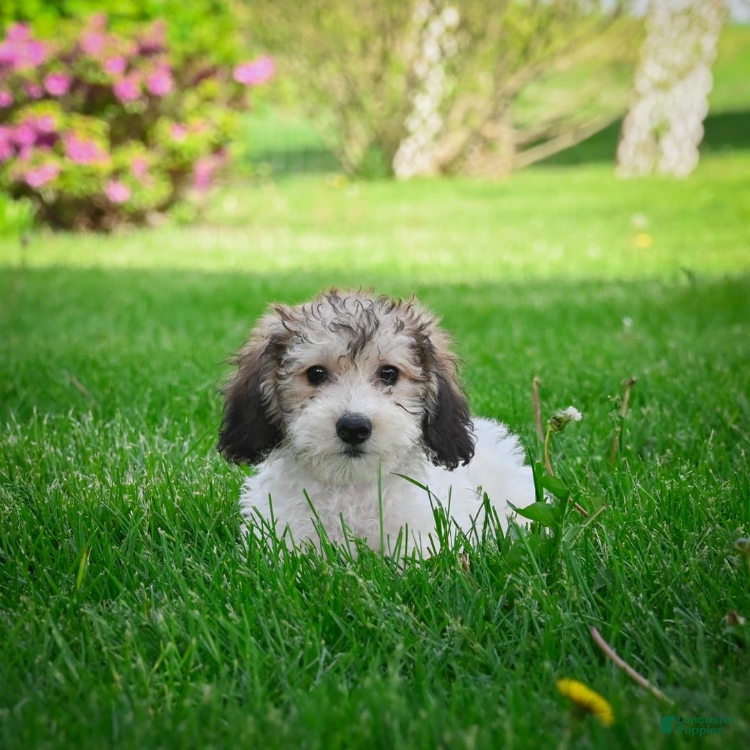 Bichpoo dogs for sale: Barry - Image 2