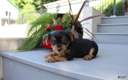 Yorkshire Terrier dogs for sale: Tucker - Image 14