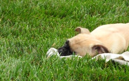 Jug dogs for sale: Jennie - Image 2