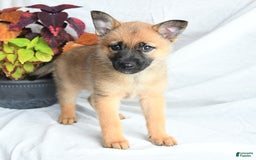 Pomsky dogs for sale: Thea - Image 6