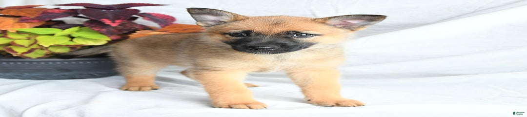 Thea