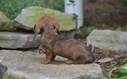 Dachshund dogs for sale: Bella - Image 11