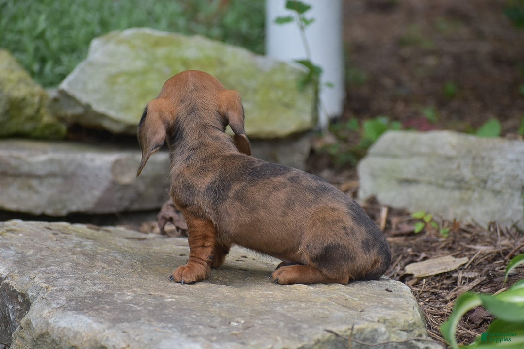 Dachshund dogs for sale: Bella - Image 11
