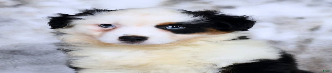 Stella