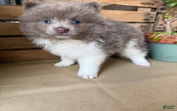 Pomeranian dogs for sale: Austin - Image 10