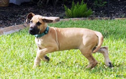 Great Dane dogs for sale: Linda - Image 1