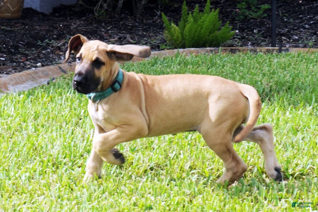 Great Dane dogs for sale: Linda - Image 1