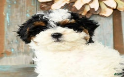 Cavapoo dogs for sale: Alexis - Image 9